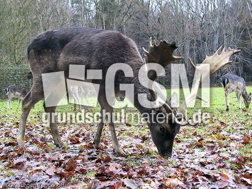 Hirsche (11 von 20).jpg